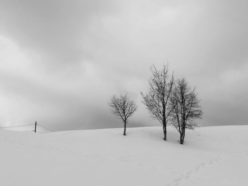 Photographie "Trio d'hiver"